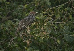 Eudynamys scolopaceus