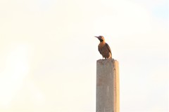 Colaptes campestris campestris