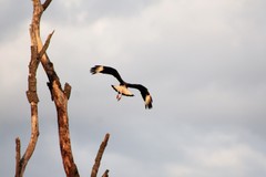Caracara plancus