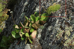 Silene turgida
