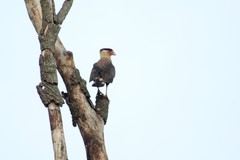 Caracara plancus