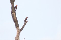 Colaptes campestris campestris