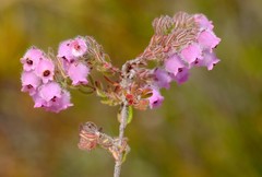 Erica mollis