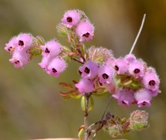 Erica mollis
