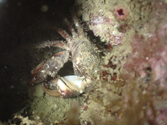 Pilumnus