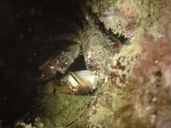 Pilumnus