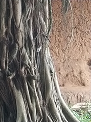 Spermestes fringilloides