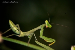 Hierodula tenuidentata