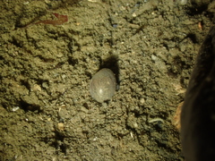 Haminoeidae