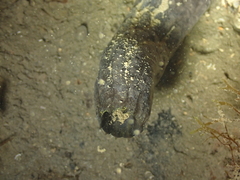 Phallusia fumigata