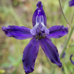 Delphinium patens