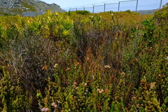 Platycaulos compressus