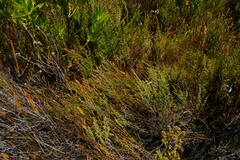 Platycaulos compressus