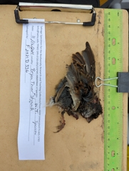 Zonotrichia albicollis