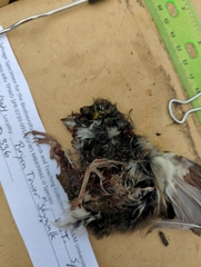 Zonotrichia albicollis