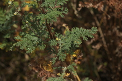 Artemisia santolinifolia