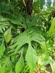 Philodendron pedatum