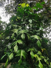 Philodendron pedatum