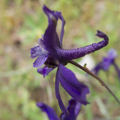 Delphinium patens