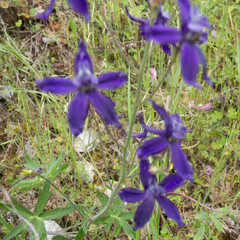 Delphinium patens