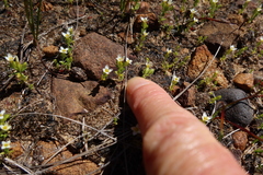 Sebaea minutiflora