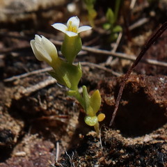 Sebaea minutiflora