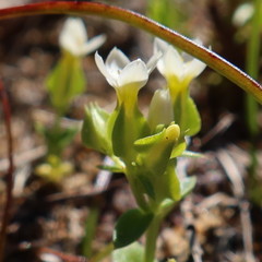 Sebaea minutiflora