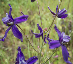 Delphinium patens