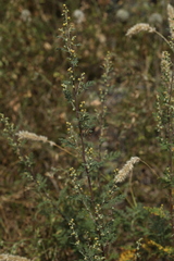Artemisia santolinifolia