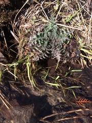 Cirsium palustre