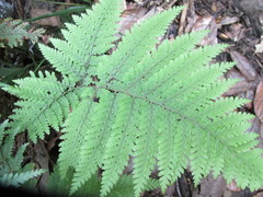 Parapolystichum microsorum