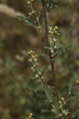 Artemisia santolinifolia