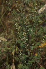 Artemisia santolinifolia