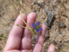 Heliophila macowaniana