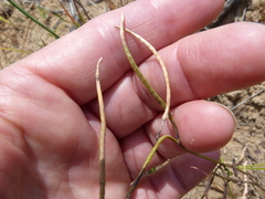 Heliophila macowaniana