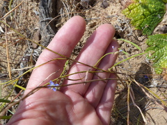 Heliophila macowaniana