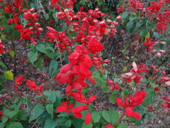 Salvia splendens