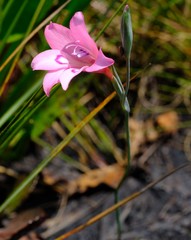 Gladiolus ornatus