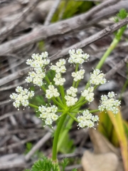 Dasispermum grandicarpum