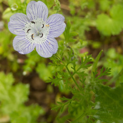 Nemophila menziesii