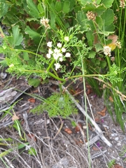 Dasispermum grandicarpum