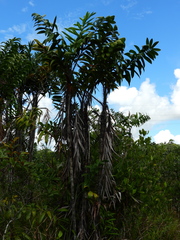 Bactris campestris