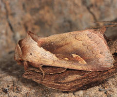 Bellura densa