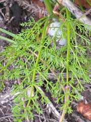 Dasispermum grandicarpum