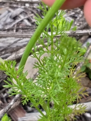 Dasispermum grandicarpum