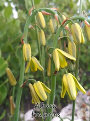 Albuca fragrans