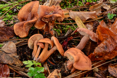 Lactarius atlanticus