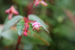 Begonia urticae