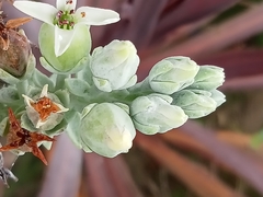 Kalanchoe luciae