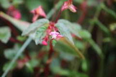 Begonia urticae